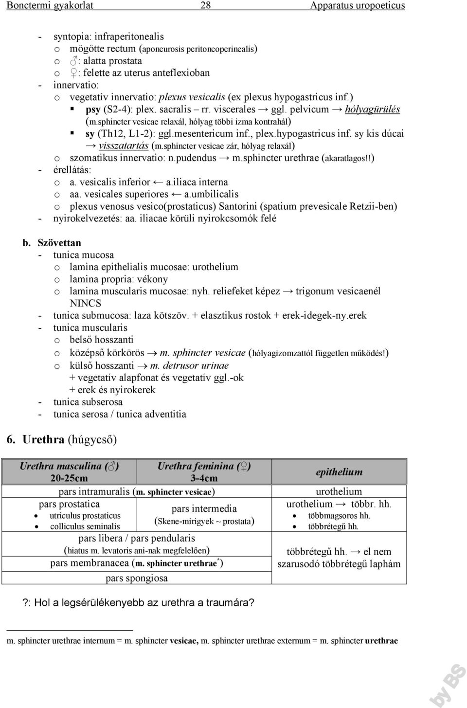 hypogastricus inf. sy kis dúcai visszatartás (m.sphincter vesicae zár, hólyag relaxál) o szomatikus innervatio: n.pudendus m.sphincter urethrae (akaratlagos!!) - érellátás: o a. vesicalis inferior a.