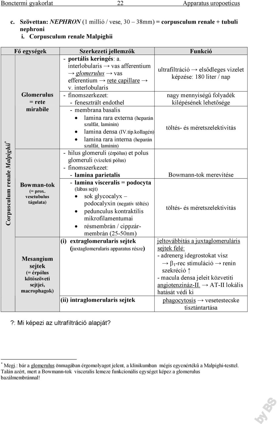 vesetubulus tágulata) Mesangium sejtek (= érpólus kötőszöveti sejtjei, macrophagok) interlobularis vas afferentium glomerulus vas efferentium rete capillare v.