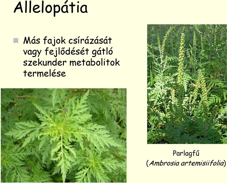 gátló szekunder metabolitok