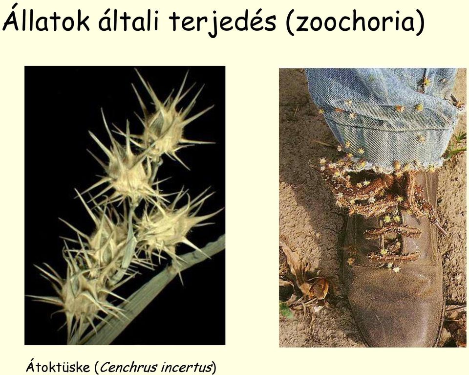 (zoochoria)