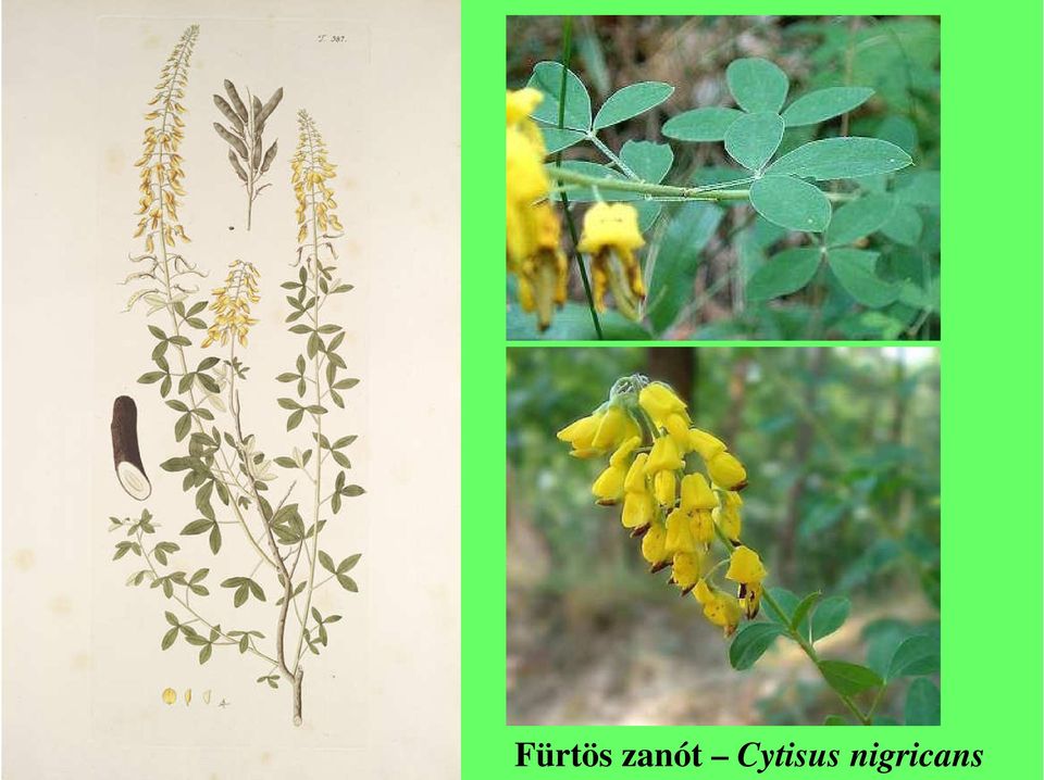 Cytisus