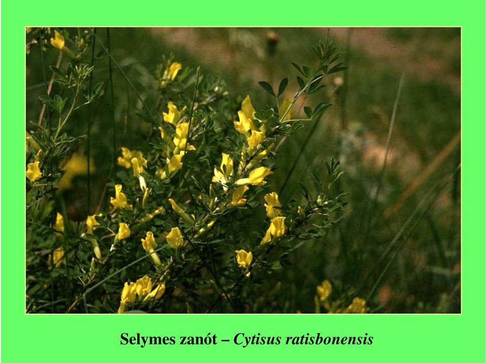 Cytisus