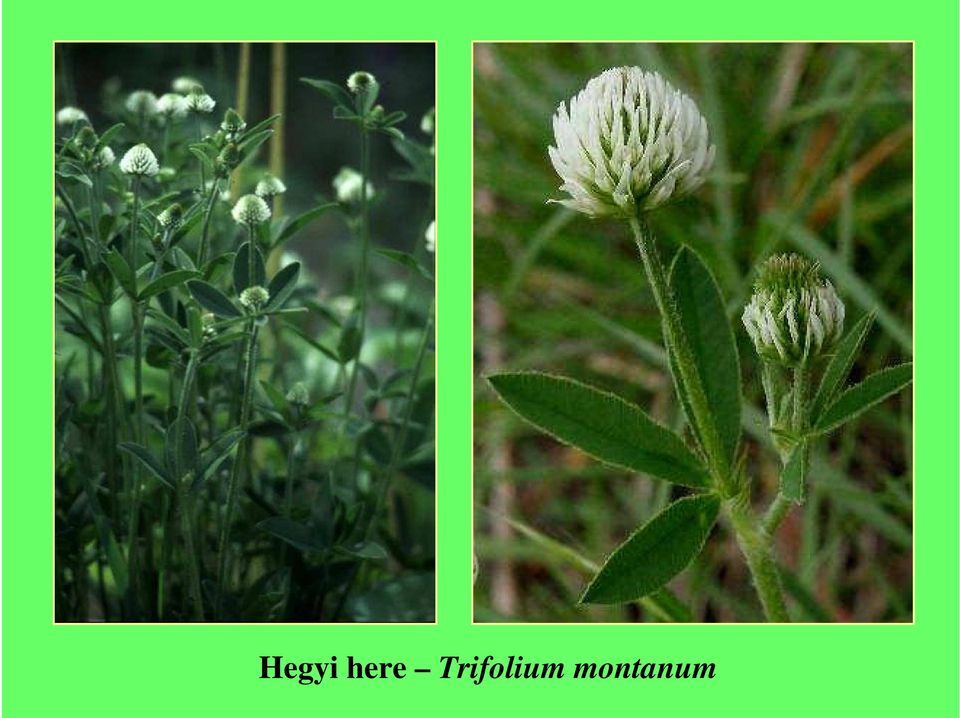 Trifolium