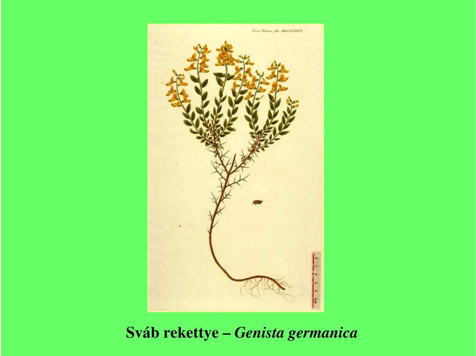 Genista