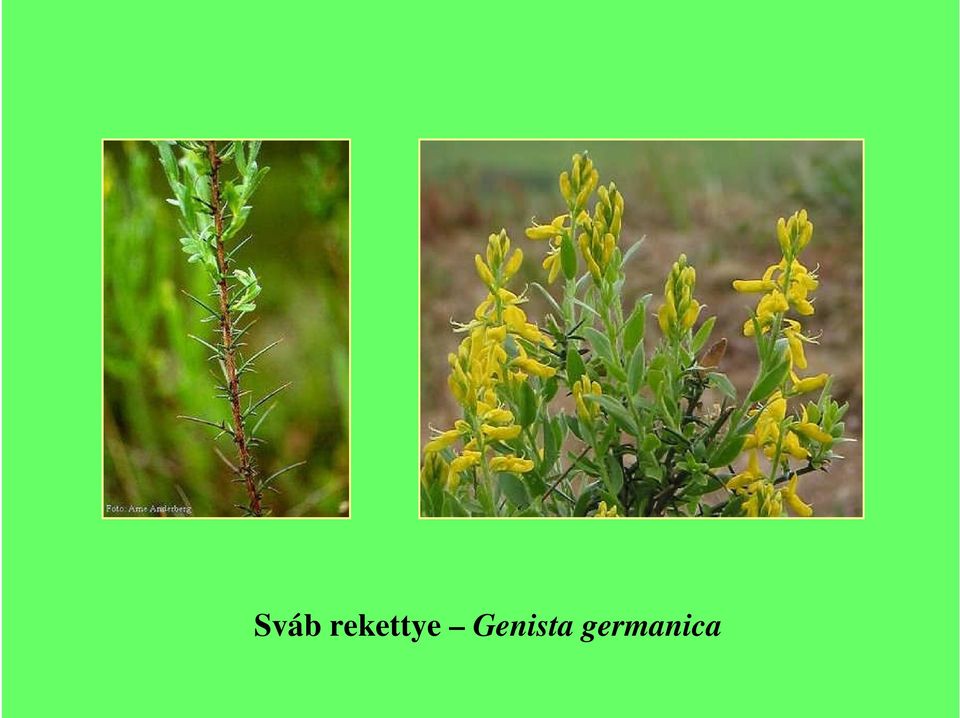 Genista