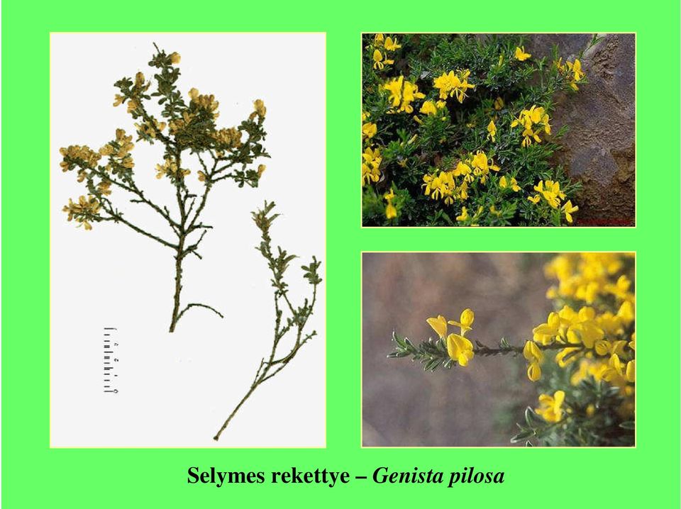 Genista