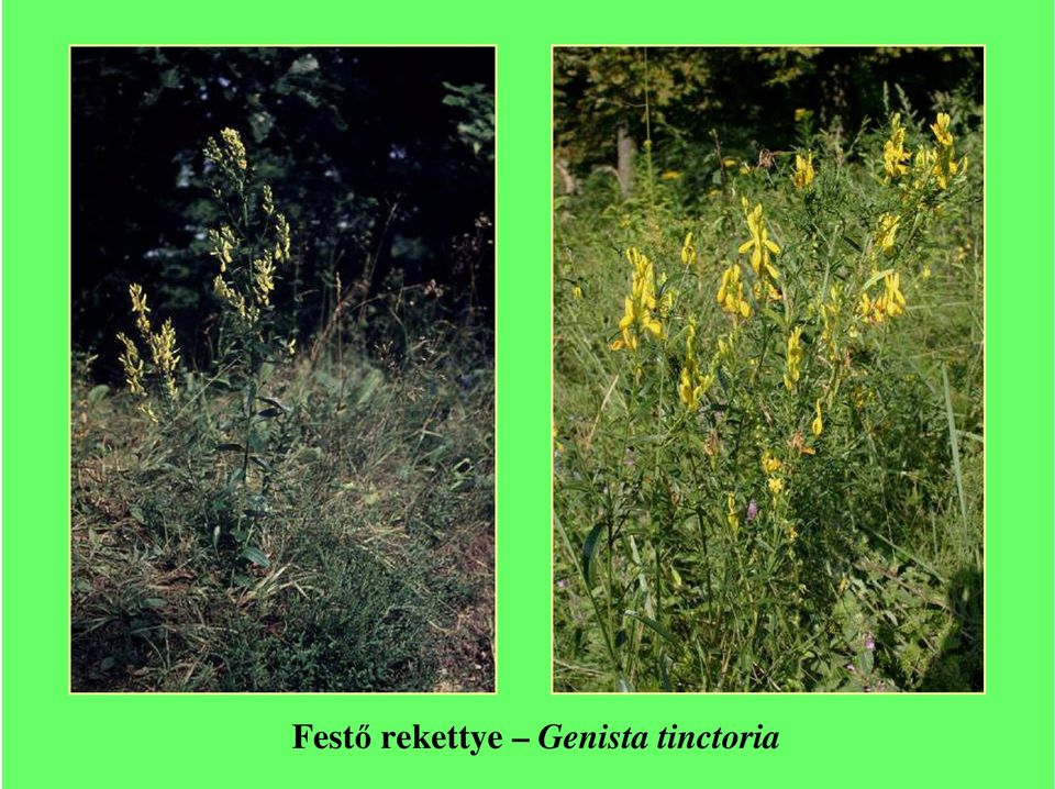 Genista