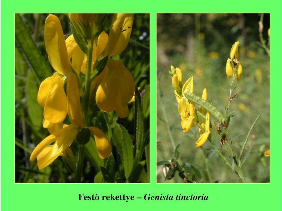 Genista