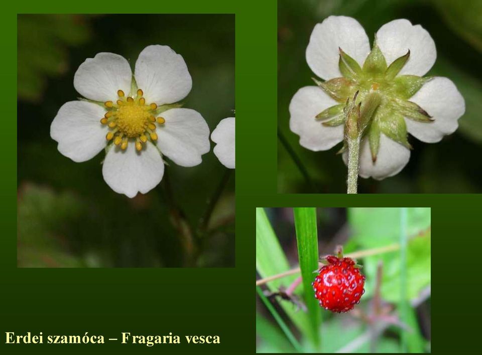 Fragaria