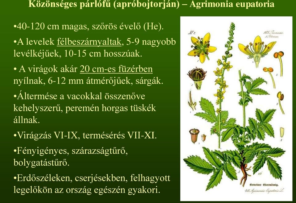 A virágok akár 20 cm-es füzérben nyílnak, 6-12 mm átmérőjűek, sárgák.