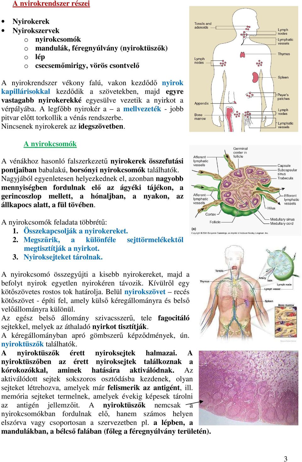 Nincsenek nyirokerek az idegszövetben. A nyirokcsomók A vénákhoz hasonló falszerkezetű nyirokerek összefutási pontjaiban babalakú, borsónyi nyirokcsomók találhatók.