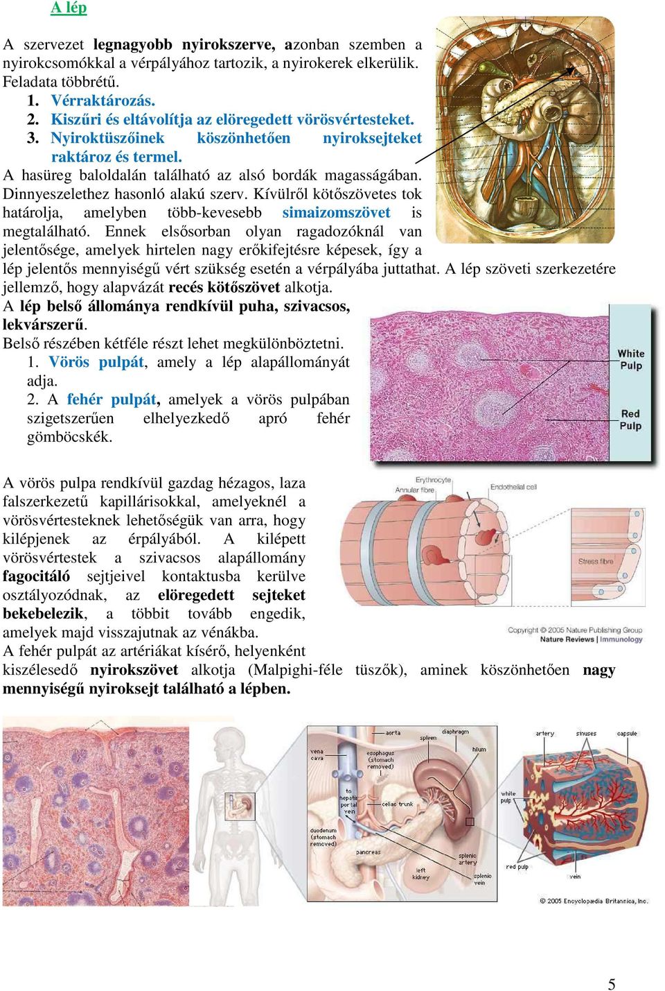 Dinnyeszelethez hasonló alakú szerv. Kívülről kötőszövetes tok határolja, amelyben több-kevesebb simaizomszövet is megtalálható.