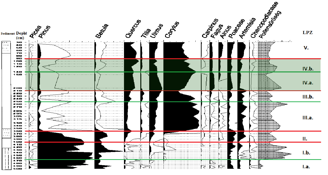 Vizsgálati eredmények 50% Corylus 20% Quercus 10% Poaceae 7% Fagus Corylus avellana közönséges mogyoró, < 2%: lokális előfordulás, > 25%: domináns Quercus