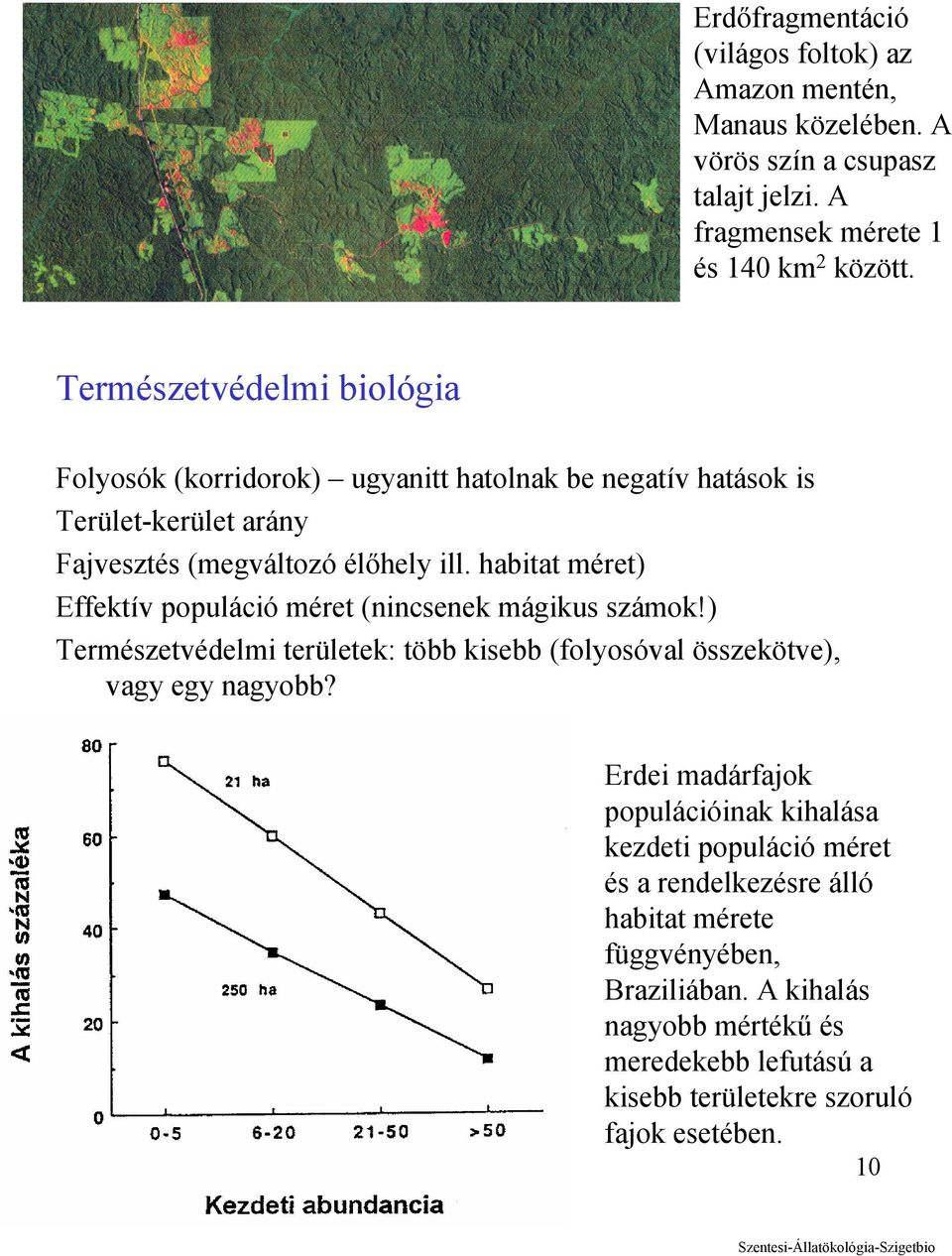 habitat méret) Effektív populáció méret (nincsenek mágikus számok!) Természetvédelmi területek: több kisebb (folyosóval összekötve), vagy egy nagyobb?