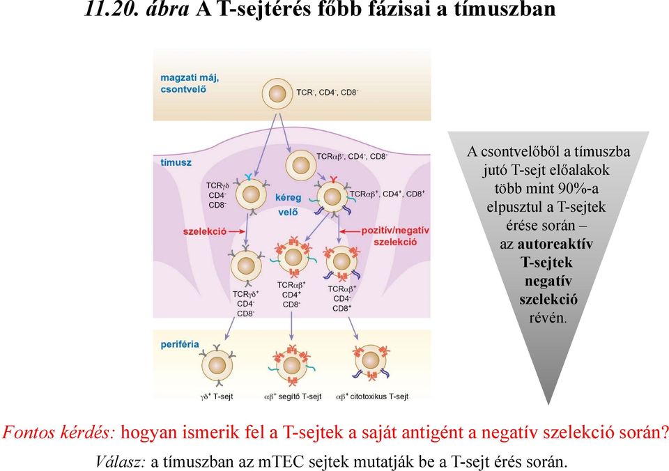előalakok több mint 90%-a elpusztul a T-sejtek érése során az autoreaktív T-sejtek