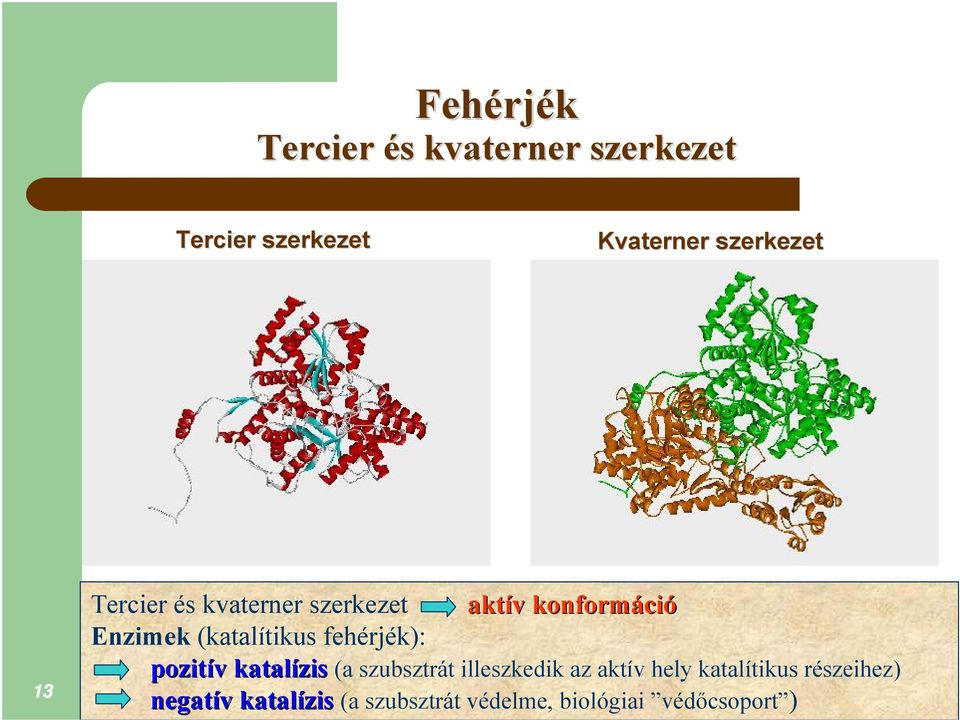 (katalítikus fehérjék): pozitív katalízis (a szubsztrát illeszkedik az aktív hely