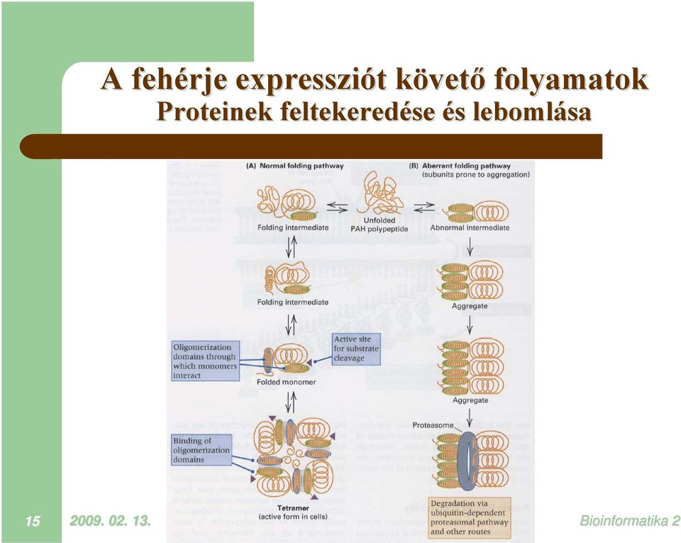 Proteinek feltekeredése