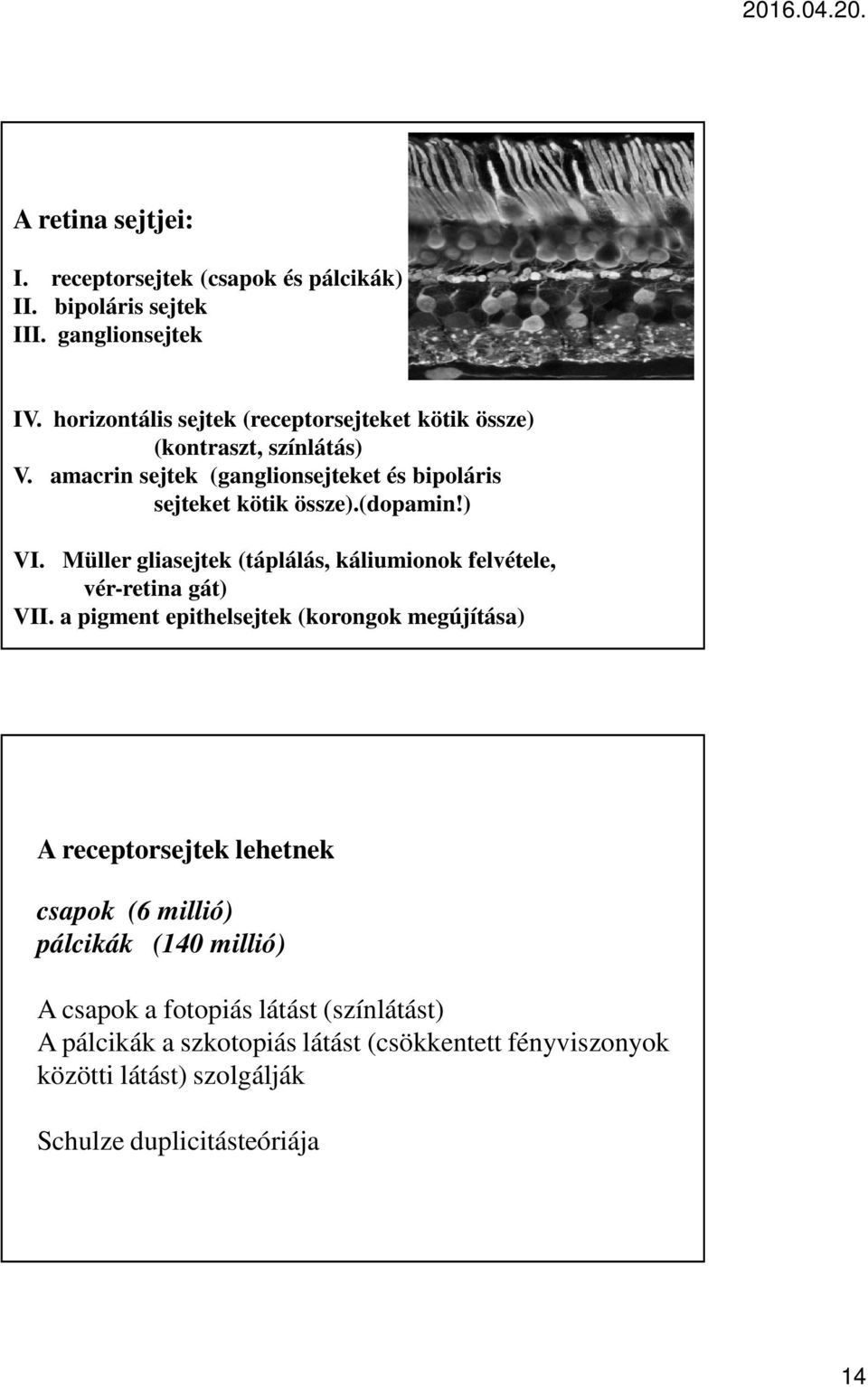 (dopamin!) VI. Müller gliasejtek (táplálás, káliumionok felvétele, vér-retina gát) VII.