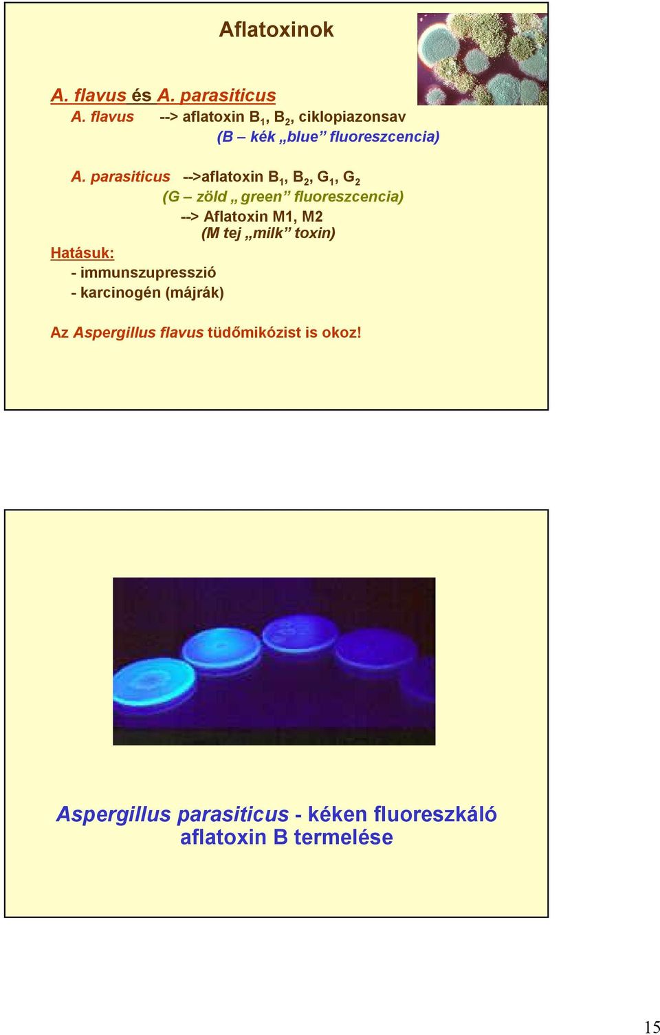parasiticus -->aflatoxin B 1, B 2, G 1, G 2 (G zöld green fluoreszcencia) --> Aflatoxin M1, M2 (M