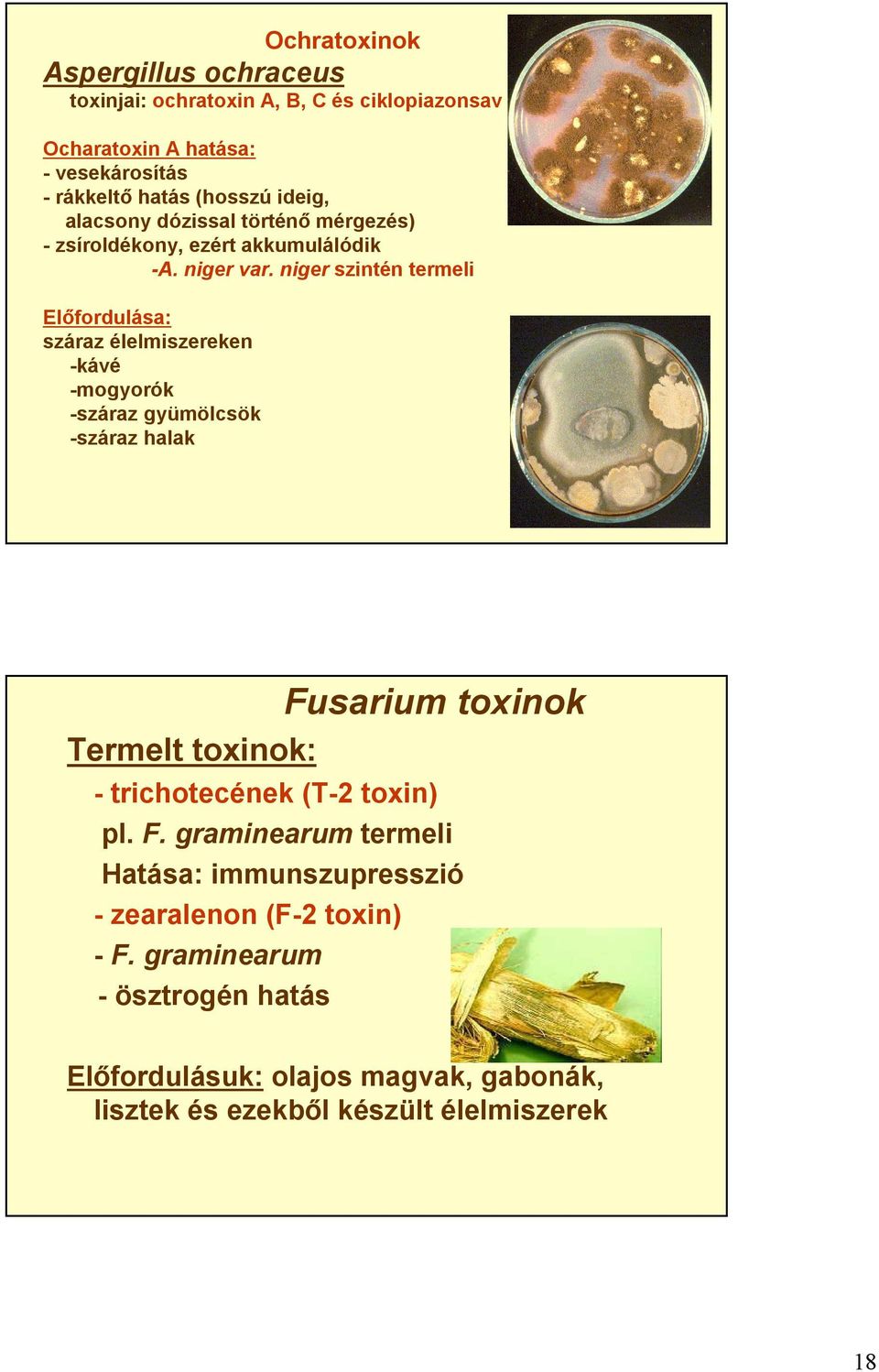 niger szintén termeli Előfordulása: száraz élelmiszereken -kávé -mogyorók -száraz gyümölcsök -száraz halak Fusarium toxinok Termelt toxinok: