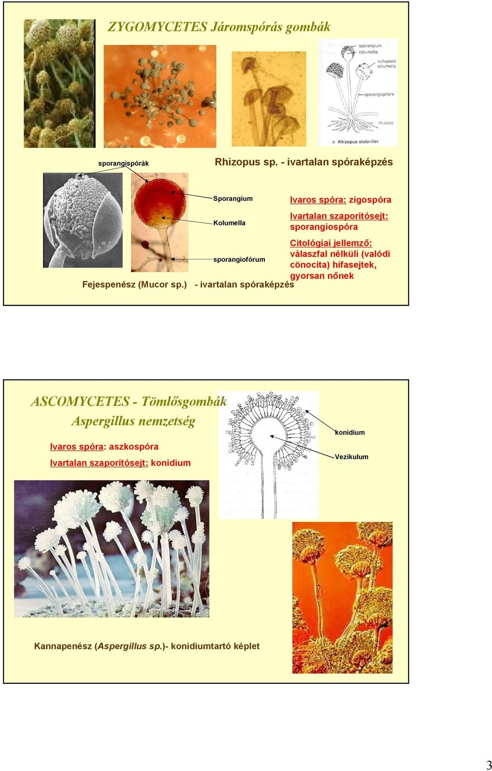 jellemző: válaszfal nélküli (valódi sporangiofórum cönocita) hifasejtek, gyorsan nőnek Fejespenész (Mucor sp.