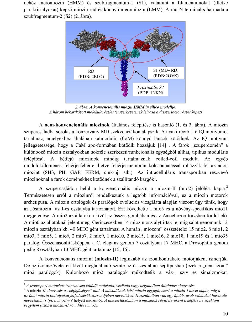 A három bekarikázott molekularészlet térszerkezetének leírása a disszertáció részét képezi A nem-konvencionális miozinok általános felépítése is hasonló (1. és 3. ábra).