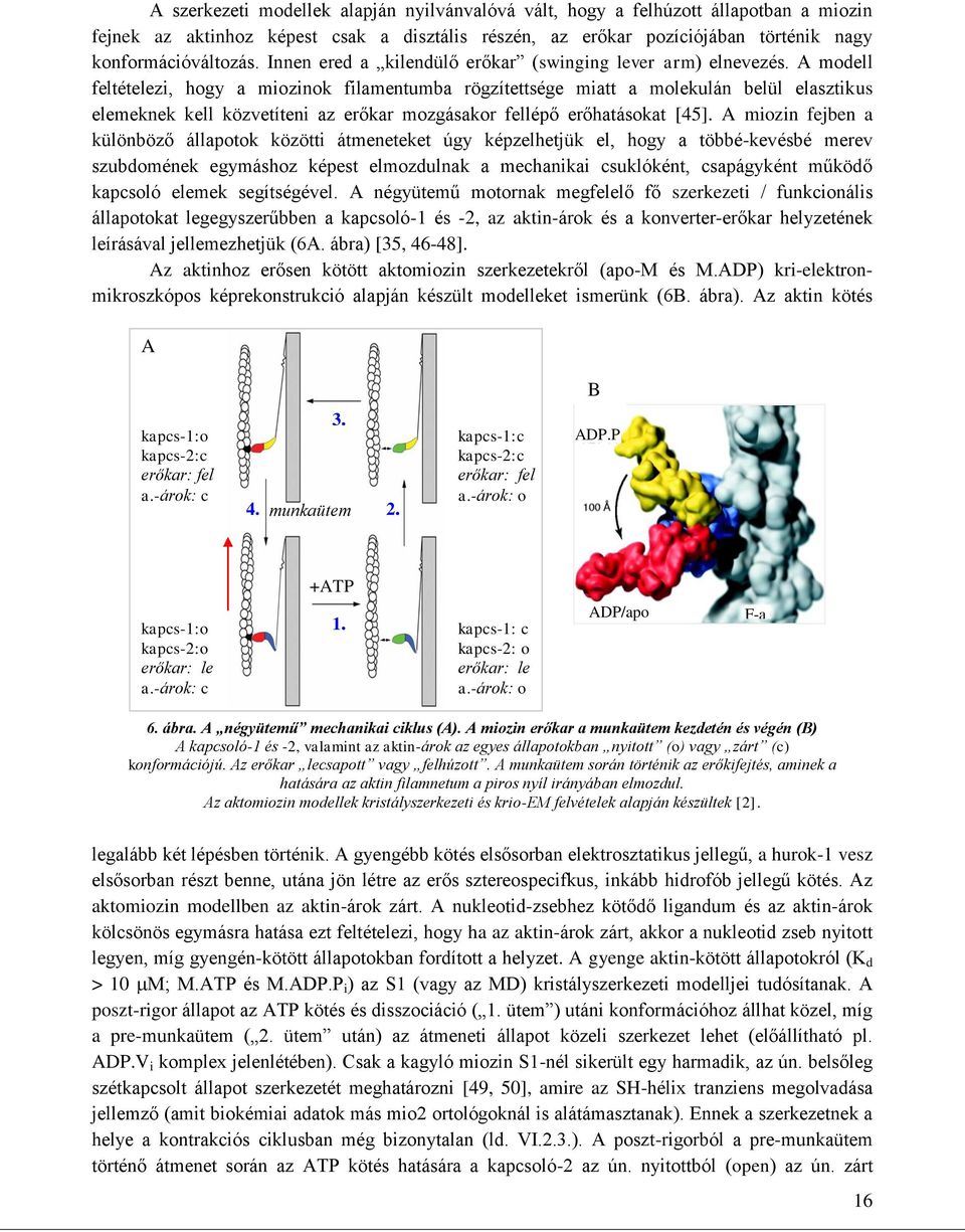A modell feltételezi, hogy a miozinok filamentumba rögzítettsége miatt a molekulán belül elasztikus elemeknek kell közvetíteni az erőkar mozgásakor fellépő erőhatásokat [45].