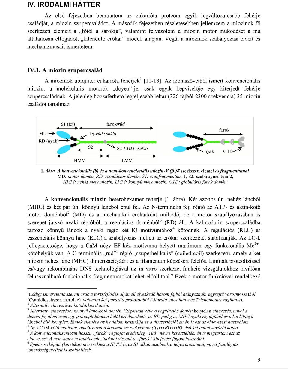 alapján. Végül a miozinok szabályozási elveit és mechanizmusait ismertetem. IV.1. A miozin szupercsalád A miozinok ubiquiter eukarióta fehérjék 1 [11-13].