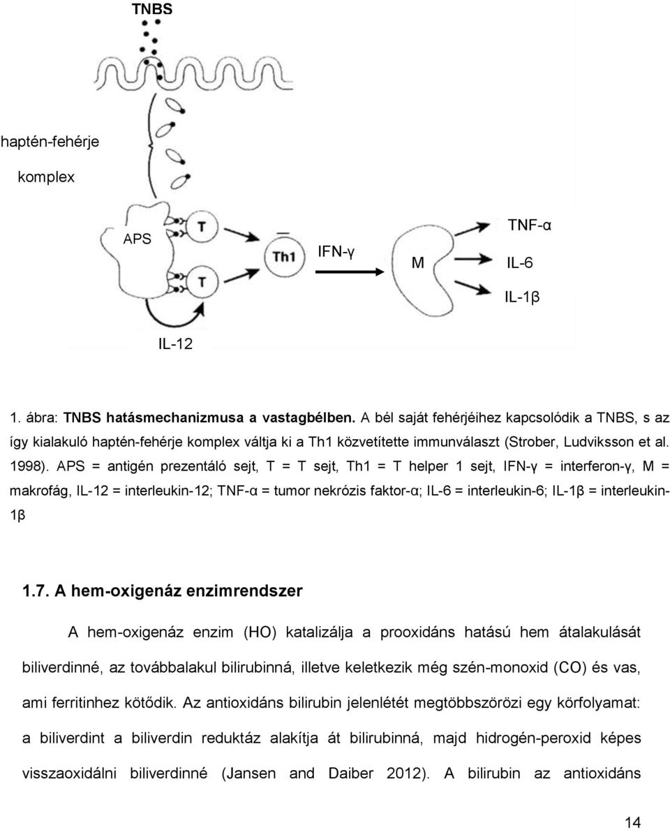 APS = antigén prezentáló sejt, T = T sejt, Th1 = T helper 1 sejt, IFN-γ = interferon-γ, M = makrofág, IL-12 = interleukin-12; TNF-α = tumor nekrózis faktor-α; IL-6 = interleukin-6; IL-1β =