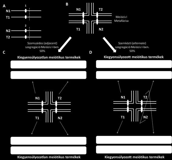 (A) reciprok transzlokáció úgy jön létre, hogy két nem homológ kromoszómán (N1. és N2.
