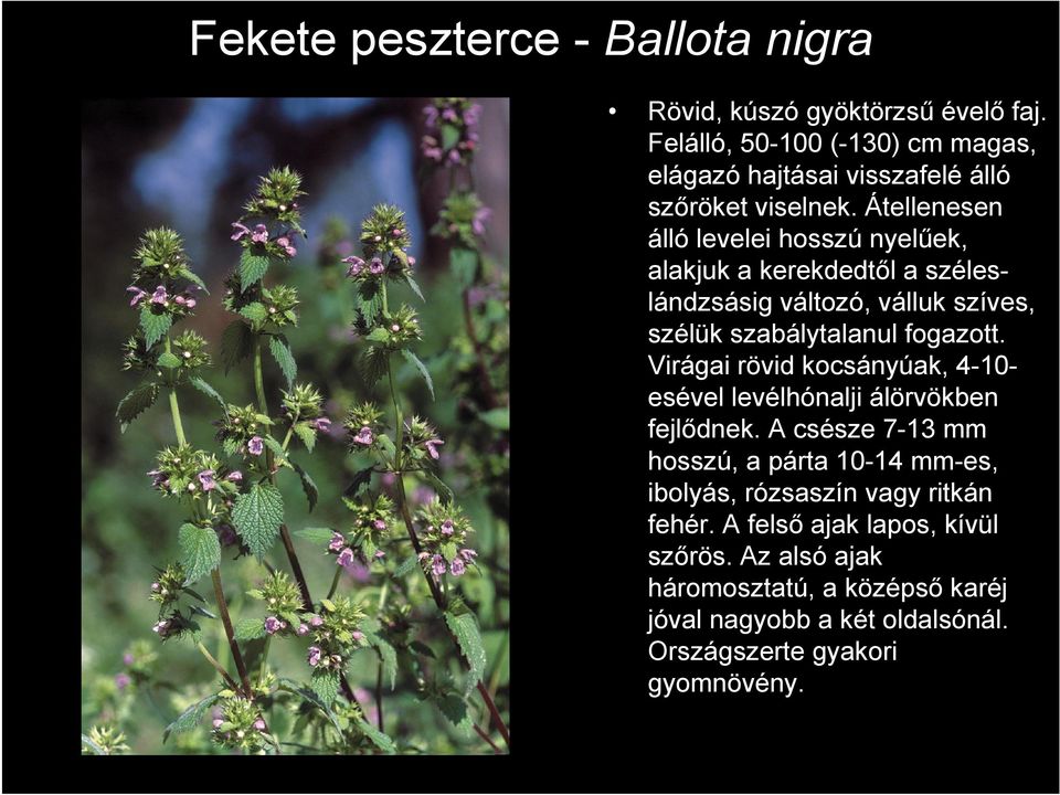 Átellenesen álló levelei hosszú nyelűek, alakjuk a kerekdedtől a széleslándzsásig változó, válluk szíves, szélük szabálytalanul fogazott.