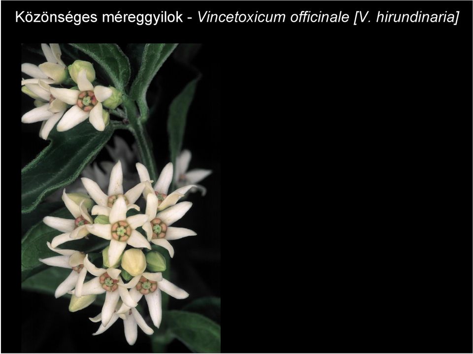 Vincetoxicum