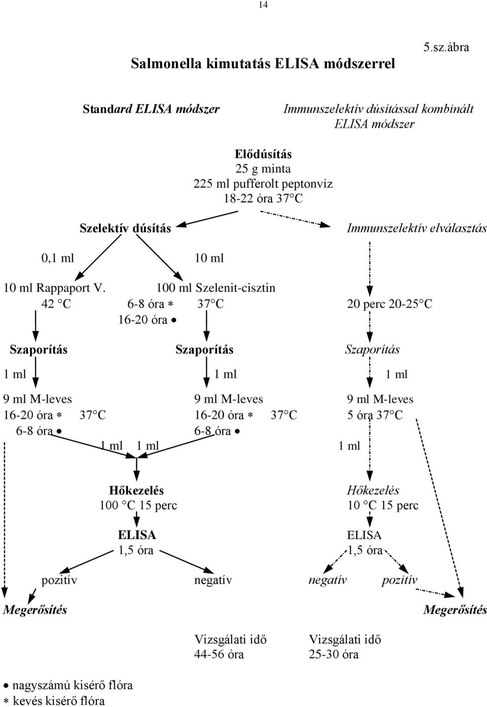 ábra Standard ELISA módszer Immunszelektív dúsítással kombinált ELISA módszer Elődúsítás 25 g minta 225 ml pufferolt peptonvíz 18-22 óra 37 C Szelektív dúsítás Immunszelektív