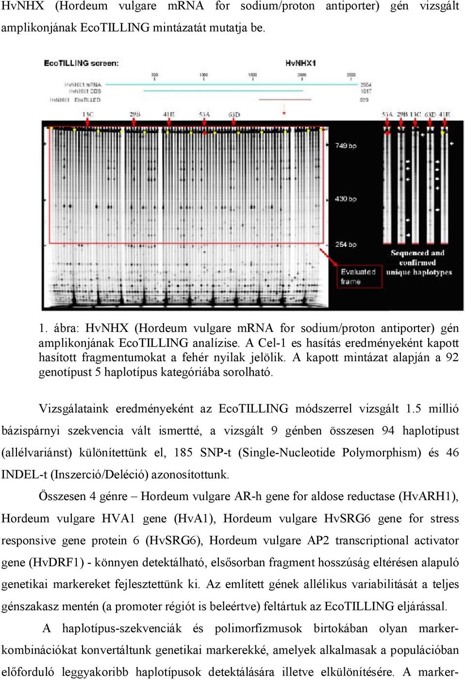A kapott mintázat alapján a 92 genotípust 5 haplotípus kategóriába sorolható. Vizsgálataink eredményeként az EcoTILLING módszerrel vizsgált 1.