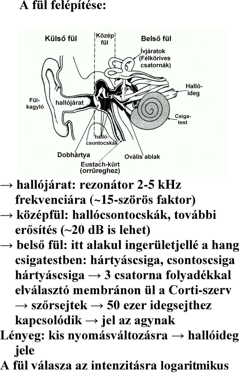 csontoscsiga hártyáscsiga 3 csatorna folyadékkal elválasztó membránon ül a Corti-szerv szőrsejtek 50 ezer