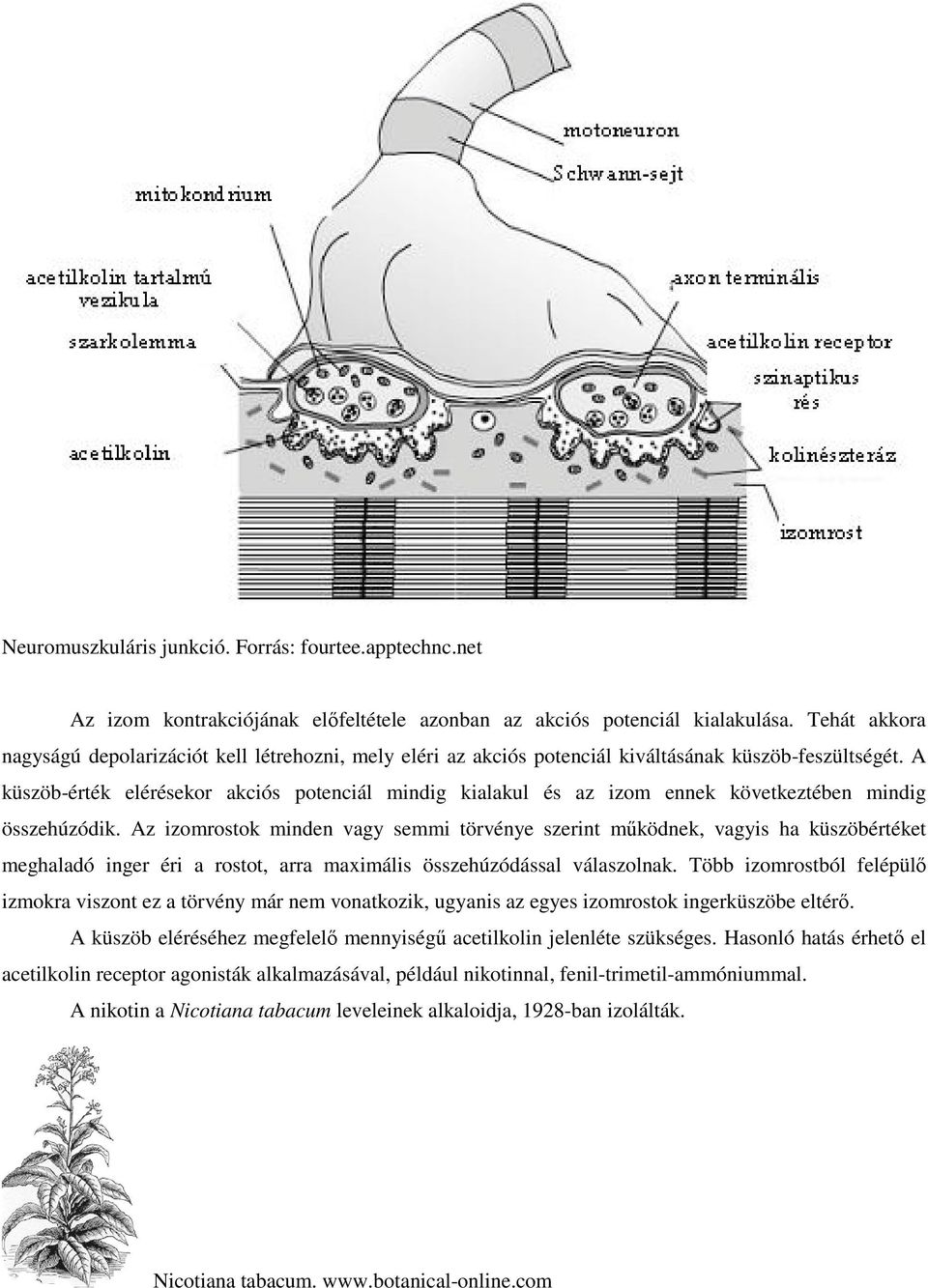 A küszöb-érték elérésekor akciós potenciál mindig kialakul és az izom ennek következtében mindig összehúzódik.