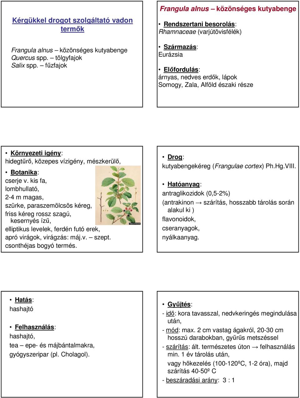 kis fa, lombhullató, 2-4 m magas, szürke, paraszemölcsös kéreg, friss kéreg rossz szagú, kesernyés íző, elliptikus levelek, ferdén futó erek, apró virágok, virágzás: máj.v. szept.