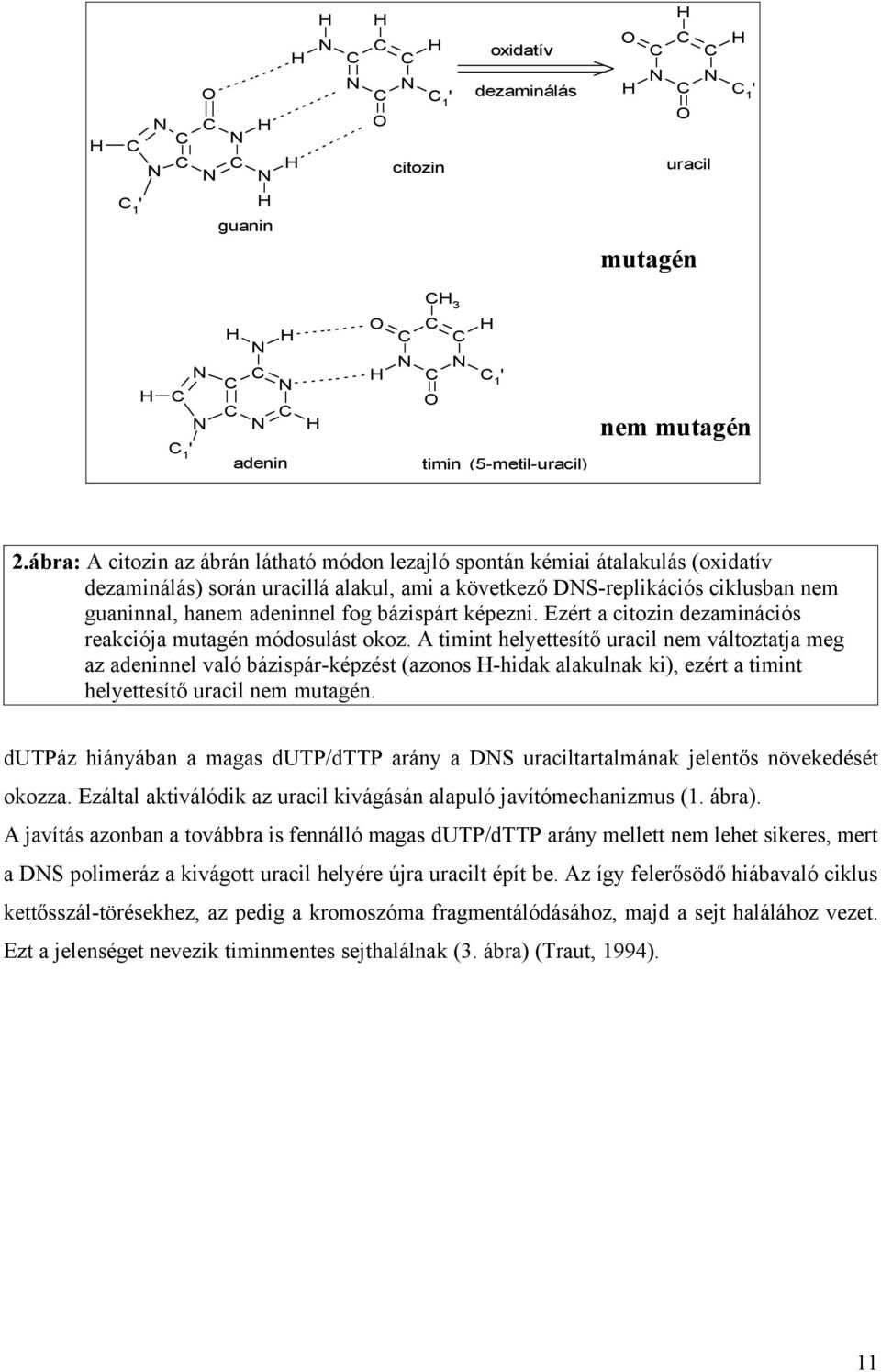 ábra: A citozin az ábrán látható módon lezajló spontán kémiai átalakulás (oxidatív dezaminálás) során uracillá alakul, ami a következő DNS-replikációs ciklusban nem guaninnal, hanem adeninnel fog