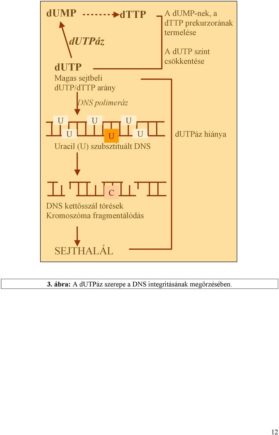 arány DNS polimeráz U U U U C U U U Uracil (U) szubsztituált DNS dutpáz hiánya BER C C DNS kettősszál