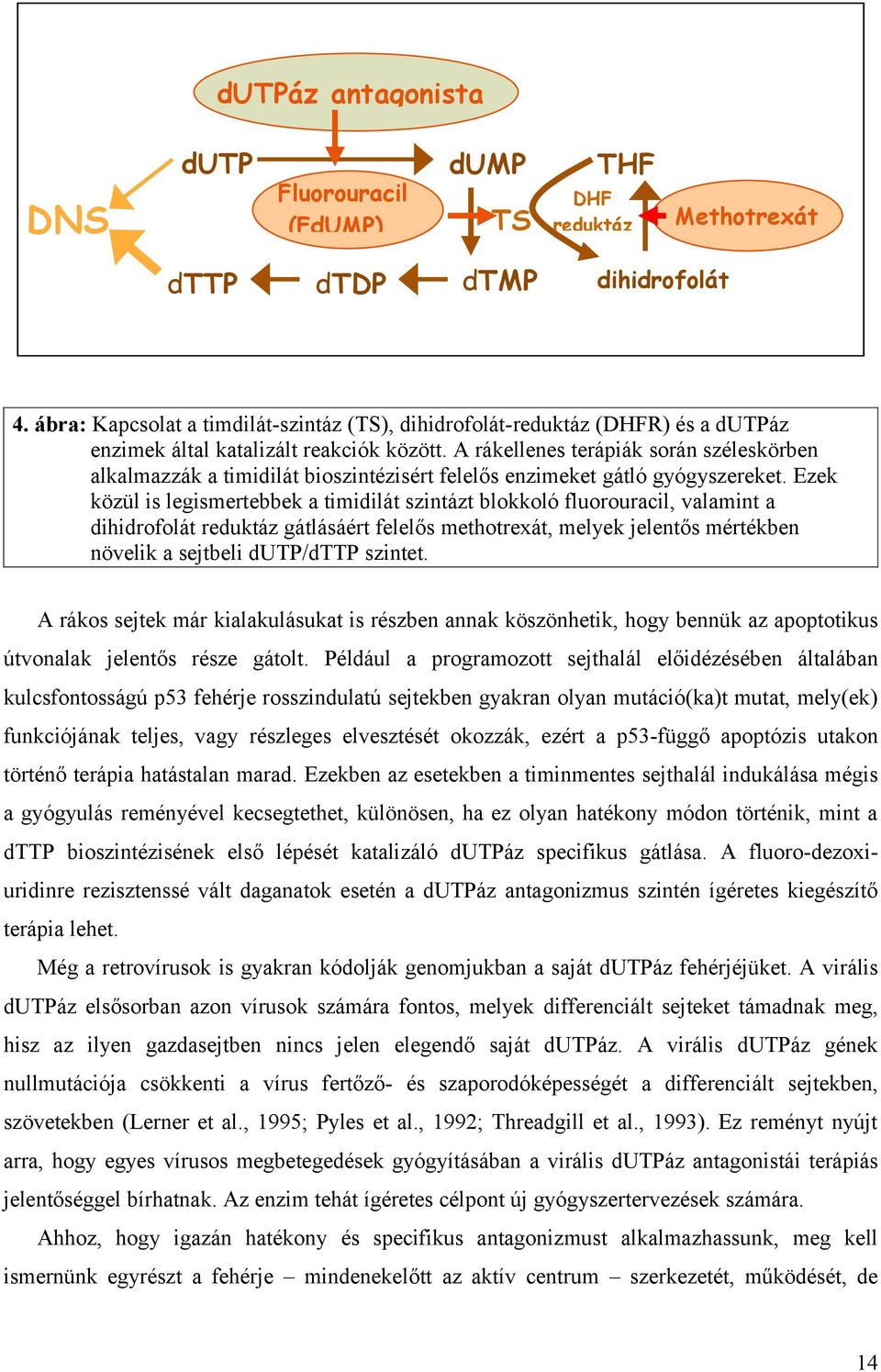 A rákellenes terápiák során széleskörben alkalmazzák a timidilát bioszintézisért felelős enzimeket gátló gyógyszereket.