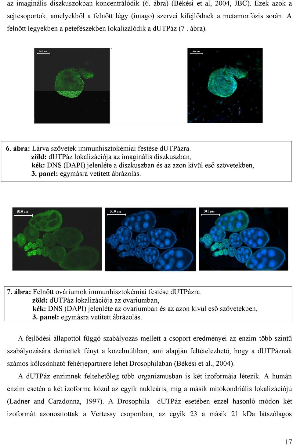 zöld: dutpáz lokalizációja az imaginális diszkuszban, kék: DNS (DAPI) jelenléte a diszkuszban és az azon kívül eső szövetekben, 3. panel: egymásra vetített ábrázolás. 7.