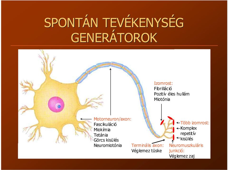 Görcs kisülés Neuromiotónia Terminális axon: Véglemez tüske Több