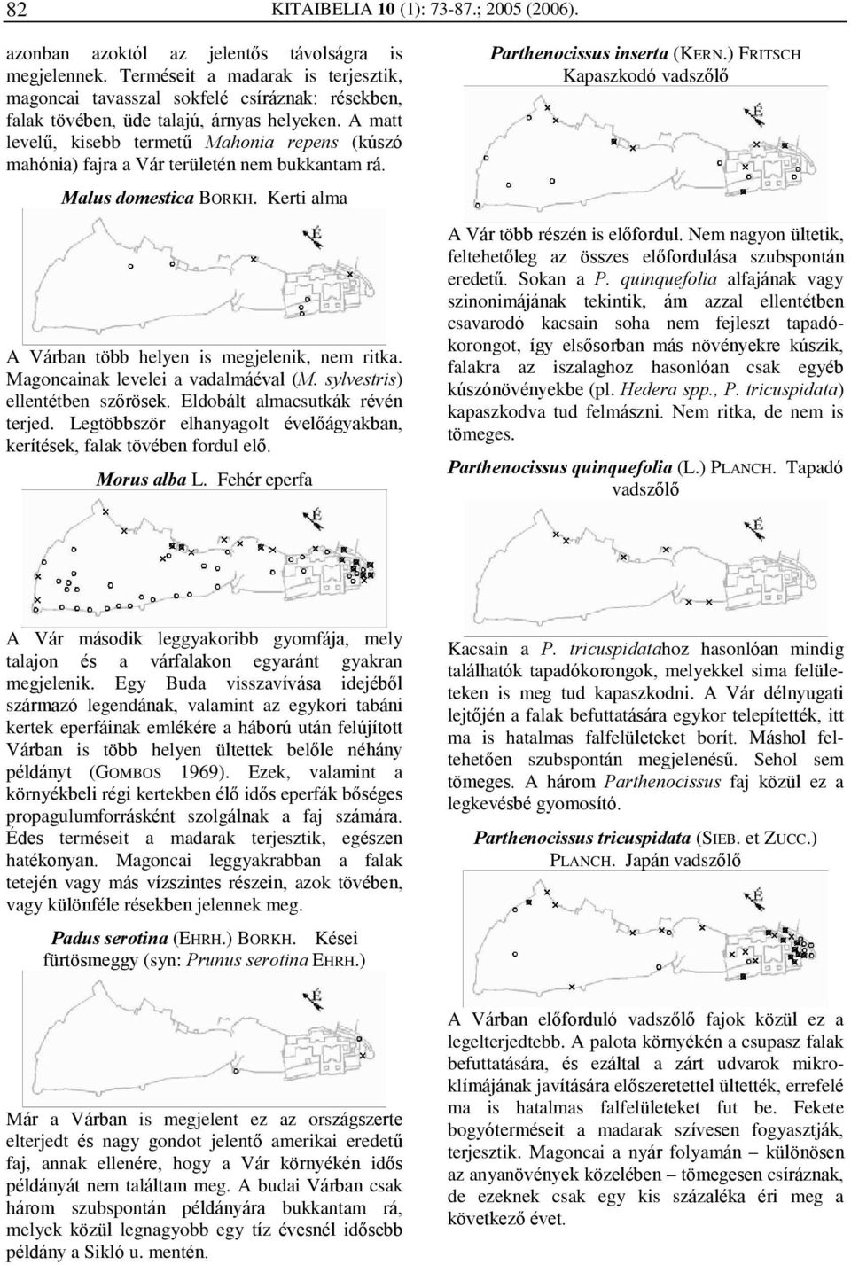 A matt levelû, kisebb termetû Mahonia repens (kúszó mahónia) fajra a Vár területén nem bukkantam rá. Malus domestica BORKH. Kerti alma A Várban több helyen is megjelenik, nem ritka.