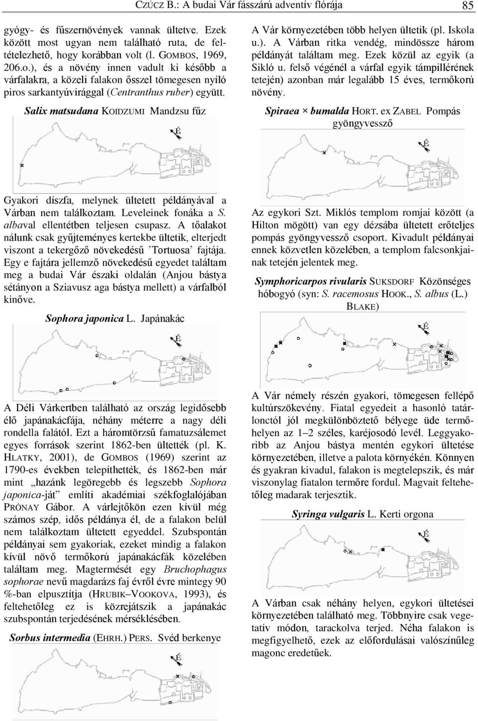 Salix matsudana KOIDZUMI Mandzsu fûz A Vár környezetében több helyen ültetik (pl. Iskola u.). A Várban ritka vendég, mindössze három példányát találtam meg. Ezek közül az egyik (a Sikló u.