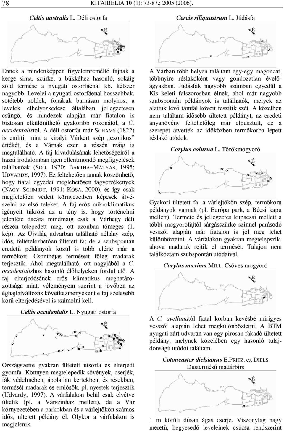 Levelei a nyugati ostorfáénál hosszabbak, sötétebb zöldek, fonákuk barnásan molyhos; a levelek elhelyezkedése általában jellegzetesen csüngõ, és mindezek alapján már fiatalon is biztosan