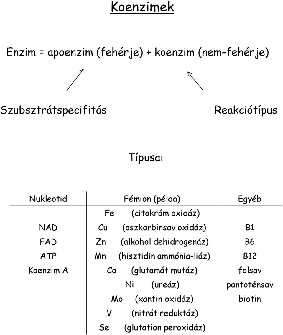 Zn (alkohol dehidrogenáz) B6 AT Mn (hisztidin ammónia-liáz) B12 Koenzim A Co (glutamát mutáz)