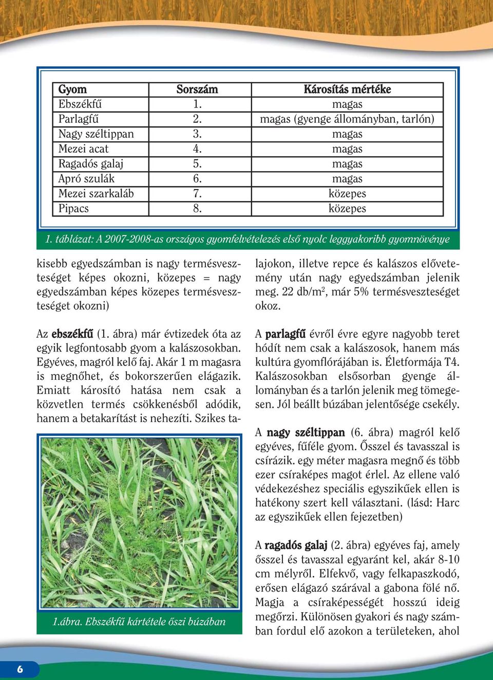 táblázat: A 2007-2008-as országos gyomfelvételezés elsô nyolc leggyakoribb gyomnövénye kisebb egyedszámban is nagy termésveszteséget képes okozni, közepes = nagy egyedszámban képes közepes
