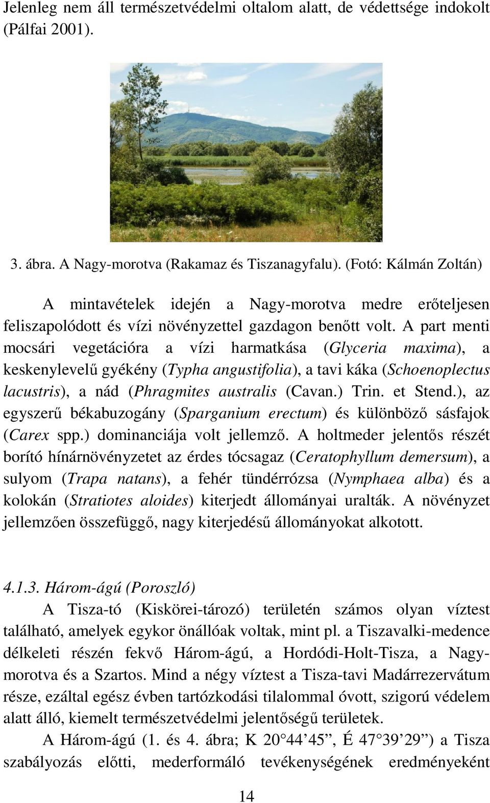 A part menti mocsári vegetációra a vízi harmatkása (Glyceria maxima), a keskenylevelő gyékény (Typha angustifolia), a tavi káka (Schoenoplectus lacustris), a nád (Phragmites australis (Cavan.) Trin.