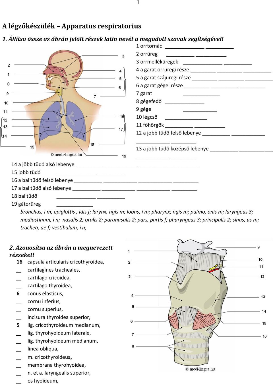 tüdő középső lebenye 14 a jöbb tüdő alsó lebenye 15 jobb tüdő 16 a bal tüdő felső lebenye 17 a bal tüdő alsó lebenye 18 bal tüdő 19 gátorüreg bronchus, i m; epiglottis, idis f; larynx, ngis m; lobus,