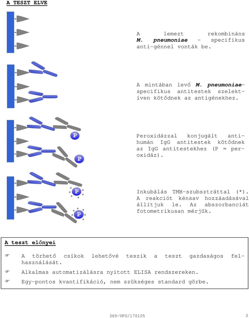 Peroxidázzal konjugált antihumán IgG antitestek kötődnek az IgG antitestekhez (P = peroxidáz). Inkubálás TMBszubsztráttal (*).